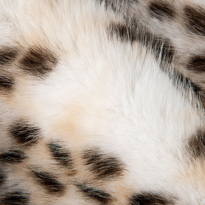 1050g/m Impression d'animaux Longue pile Faux fourrure Tissu avec Léopard Impression de fourrure Mink